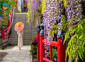 [HCM] Tour Nhật Bản Lễ 30/4 Mùa Hoa Tử Đằng: Shinhotaka Ropeway